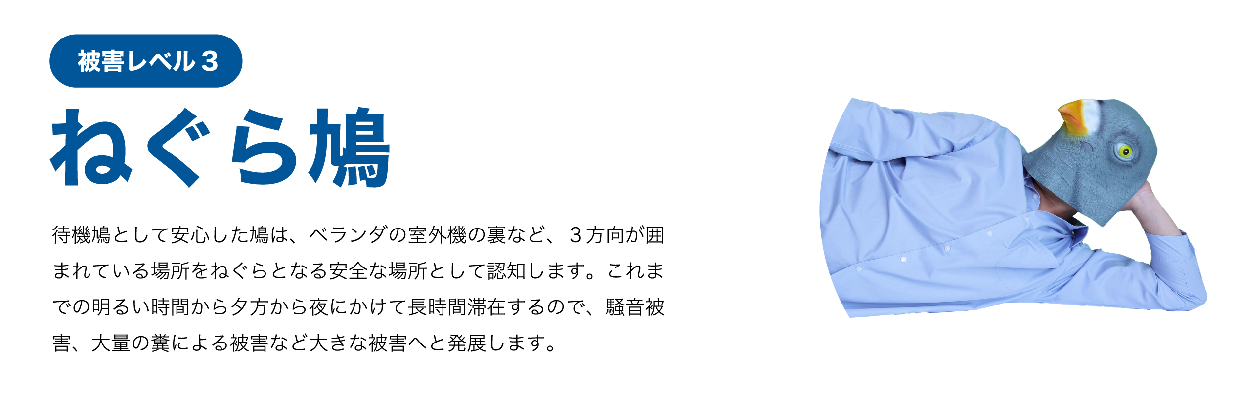 ねぐら鳩